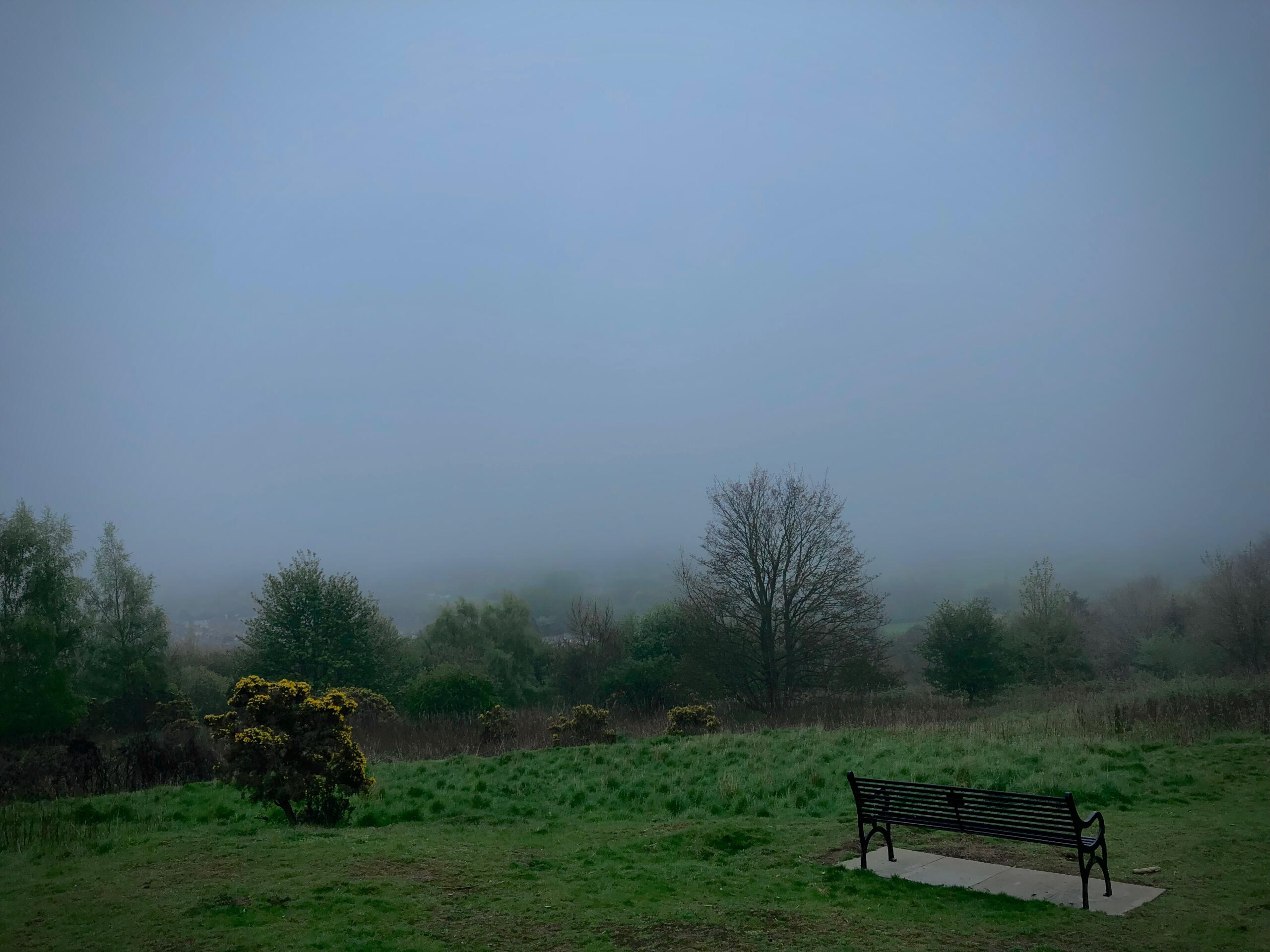 A view of a natural landscape with a bench turned back to the viewer in the front. The grass is green and there are trees in the horizon. All of the further view is covered by fog. Captured with iPhone X.