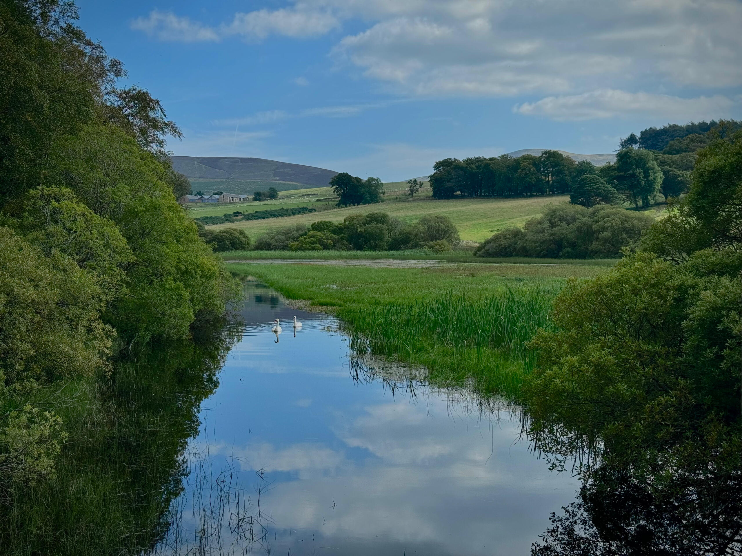 A landscape showing nature with a lot of greenery and a lake in which the blue sky and the clouds reflect. There are two swans in the middle of it.